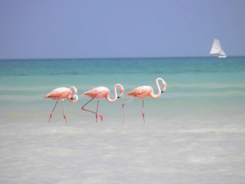 Hotel Casa Punta Coco & Beach Club - Adults Only Isla Holbox