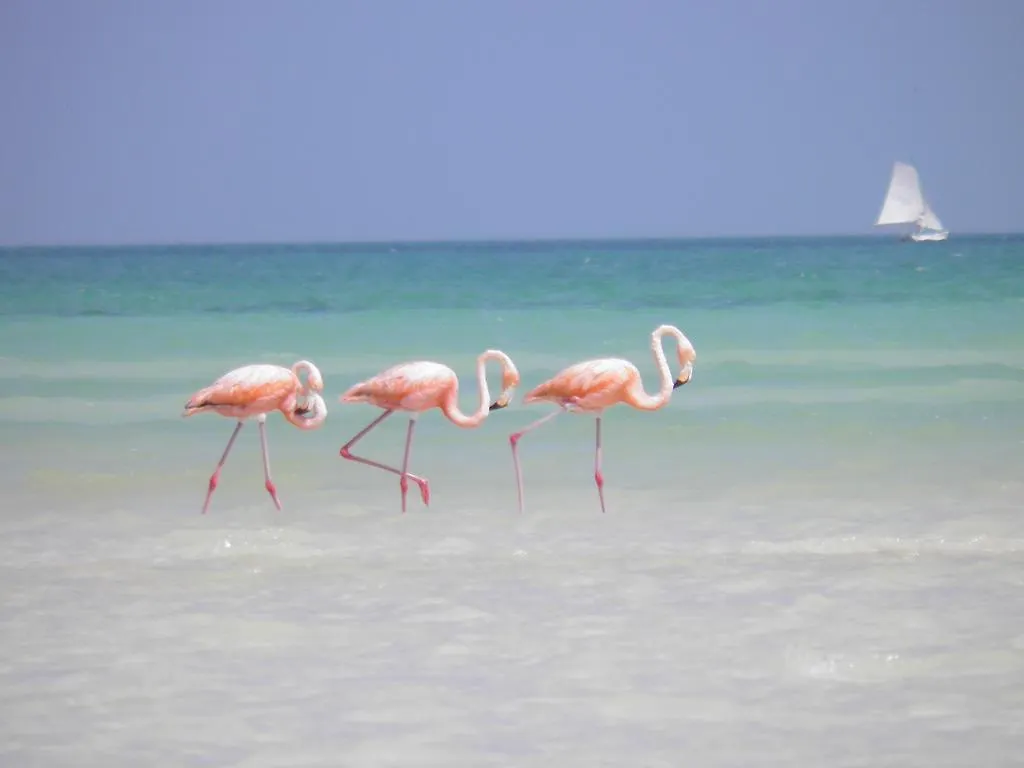 Casa Punta Coco & Beach Club (Adults Only) Mexico